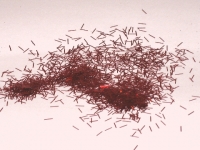 Glitter lila 8 ml Tiegel