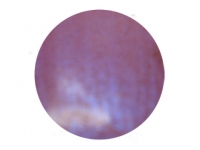 Perlmuttpulver Magenta 8 ml Tiegel